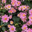 Perennial Plants Multiple Leaves 2 Anemone hybrida Pocahontas'' Starter