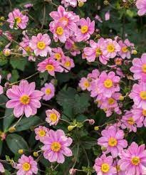 Perennial Plants Multiple Leaves 2 Anemone hybrida Pocahontas'' Starter