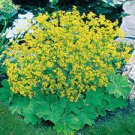 Flower Plant 2 Thriller Ladys Mantle Perennial Alchemilla Live Plant -Ships Today