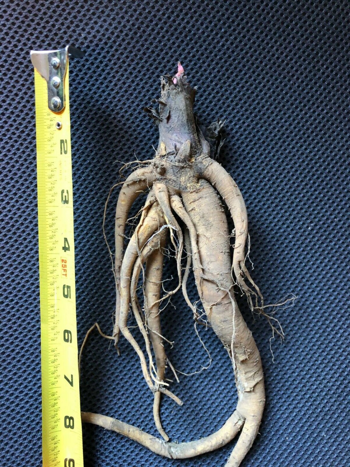 1 Live Bare Root Perennial As Shown. Hardy zones 3-9 Huge Victoria ...