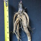 1 Live Bare Root Perennial As Shown. Hardy zones 3-9 Huge Victoria Rhubarb Plant