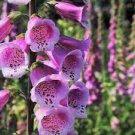 Live Plants Not Seeds 2 Purple Digitalis Perennial Foxglove Plants