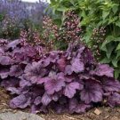 Perennial Starer Perennial Plants. Multiple Leaves 2 Pink Panther Heuchera