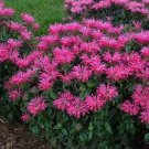 Beautifull Flower 2 Electric Neon Coral Beebalm Monarda Live Starter Perennials