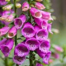 Beautifull Flower 3 Purple Digitalis Perennial Foxglove Plants These are Live Plants Not Seeds