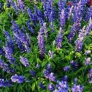 Beautifull Flower 3 Live Lavandula angustifolia 'Munstead' Starter Perennial Live Plant