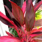 Beautifull Flower Tropical Cordyline Ti Hawaiian Cherry Red houseplant live plant Super Healthy