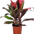 Red houseplant live plant Super Healthy 3pcs Hawaiian Cherry Tropical Cordyline Ti