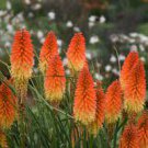 2pcs Kniphofia Red Hot Poker Live Perennial Super Healthy Orange Blaze