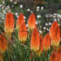 2pcs Kniphofia Red Hot Poker Live Perennial Super Healthy Orange Blaze