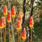Super Healthy Orange Blaze 6pcs Live Plant Perennial Kniphofia Red Hot Poker