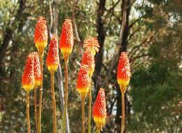 Super Healthy Orange Blaze 6pcs Live Plant Perennial Kniphofia Red Hot Poker