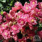 3 Live Aquilegia Live Plant Starter Perennial Plug Plants Winky Rose Columbine