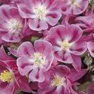 Rose Columbine 9 Live Aquilegia Live Plant Starter Perennial Plug Plants Winky