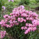 Beebalm Monarda Live 3 Electric Neon Coral Starter Perennials. Super Healhty.
