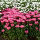 Coral Starter Perennials. Super 9 Electric Neon Healhty Beebalm Monarda Live Palnt