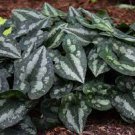 1pcs Asarum Splendens Chinese Wild Ginger Live Perennial Plant. Multiple Leaves