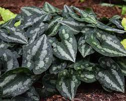 1pcs Asarum Splendens Chinese Wild Ginger Live Perennial Plant. Multiple Leaves