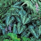 Asarum Splendens Wild Ginger Live Perennial 3pcs Chinese Plant. Multiple Leaves