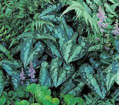 Asarum Splendens Wild Ginger Live Perennial 3pcs Chinese Plant. Multiple Leaves