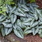 Wild Ginger Live Perennial 2pcs Asarum Splendens Chinese Plant. Multiple Leaves