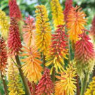 1pcs Kniphofia Red Hot Poker. Super Healthy Shipped Trim and Ready for Fall Planting