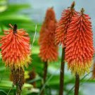 Hot Poker. Super Healthy Shipped 2pcs Kniphofia Red Trim and Ready for Fall Planting
