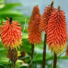 Hot Poker. Super Healthy Shipped 2pcs Kniphofia Red Trim and Ready for Fall Planting