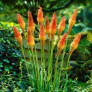 Hot Poker. Super Healthy Shipped 3pcs Kniphofia Red Trim and Ready for Fall Planting