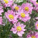 Starter Perennial Plants 3 Anemone hybrida Pocahontas'' Multiple Leaves.