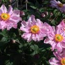 Hybrida Pocahontas'' Multiple Leaves Starter Perennial Plants 6 Anemone
