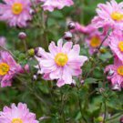 9 Anemone Hybrida Pocahontas'' Multiple Leaves Starter Perennial Plants