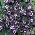 Flower Plant 3 Live Red and White Columbine Aquilegia Live Plant Starter Perennial Plugs