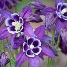 Red and White Columbine Aquilegia Flower Plant 6 Live Live Plant Starter Perennial Plugs