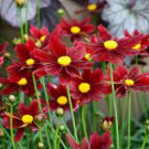 Flower Plant 2 Live Coreopsis Red Elf Perennial Tickseed Perennial Stunning Raspberry Flower
