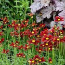 Flower Plant 2 Live Coreopsis Red Elf Perennial Tickseed Perennial Stunning Raspberry Flower