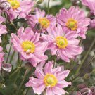 Flower Plant 4 Pocahontas'' Starter Perennial Anemone hybrida Plants Multiple Leaves