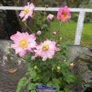 8 Pocahontas'' Starter Perennial Flower Live Plant Anemone hybrida Plants Multiple Leaves