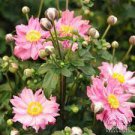 Perennial Flower Live Plant Anemone 12pcs Pocahontas'' Starter hybrida Plants Multiple Leaves