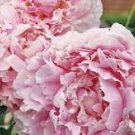 1 Perennial Flower Live Plant Huge Double Pink Peony Plant Sarah Bernhardt Multiple Eyes Perennial