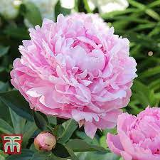 Huge Double Pink Peony Plant Sarah 2 Perennial Flower Live Plant Bernhardt Multiple Eyes Perennial