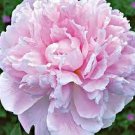 2 Flower Live Plant Huge Double Pink Peony Plant Sarah Bernhardt Multiple Eyes Perennial