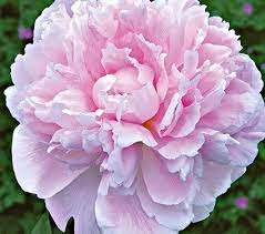 2 Flower Live Plant Huge Double Pink Peony Plant Sarah Bernhardt Multiple Eyes Perennial