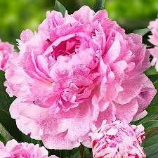 Huge Double Pink Peony Plant 3 Flower Live Plant Sarah Bernhardt Multiple Eyes Perennial