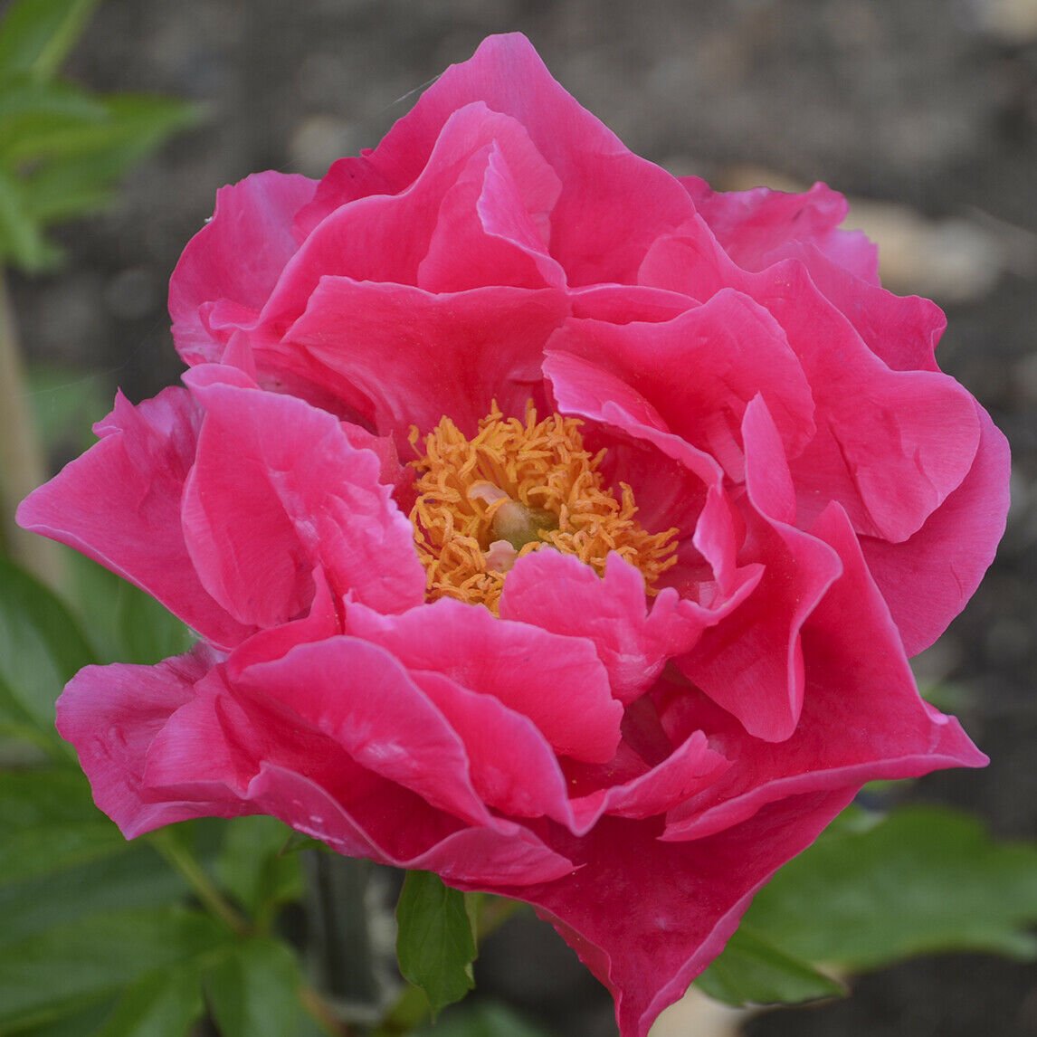 1pcs Huge Hot Pink Paula Fay Peony Plant Multiple Eyes. Perennial,