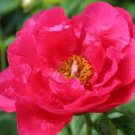 Hot Pink Paula Fay Peony 2pcs Huge Plant Multiple Eyes. Perennial,