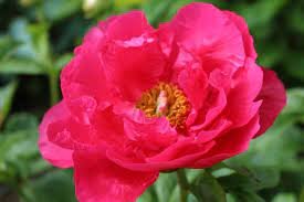 Hot Pink Paula Fay Peony 2pcs Huge Plant Multiple Eyes. Perennial,