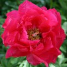 Hot Pink Multiple Eyes Perennial Paula Fay Peony 3pcs Huge Live Plant