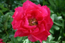 Hot Pink Multiple Eyes Perennial Paula Fay Peony 3pcs Huge Live Plant