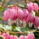 1pcs Live Plant Large Pink Bleeding Heart Dicentra spectabilis Multiple Eyes. Super Healthy